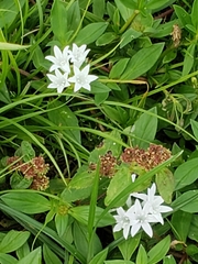 Richardia grandiflora