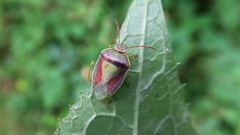 Piezodorus lituratus