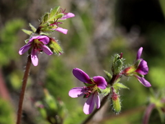 Pelargonium hirtum