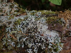 Menegazzia subsimilis