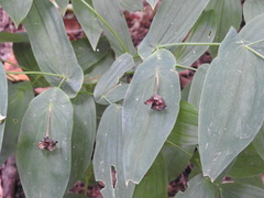 Uvularia grandiflora
