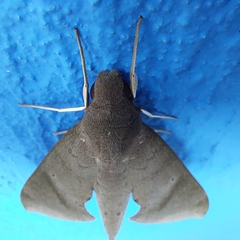 Pachylioides resumens