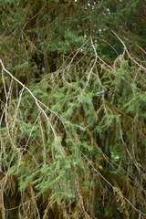 Picea sitchensis