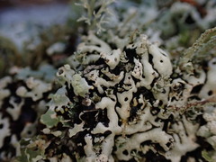 Menegazzia subsimilis