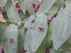 Uvularia grandiflora