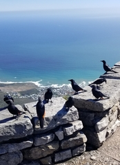 Onychognathus morio morio