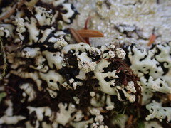 Menegazzia subsimilis