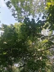 Comocladia macrophylla