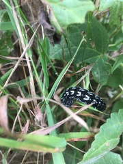 Acronyctodes mexicanaria