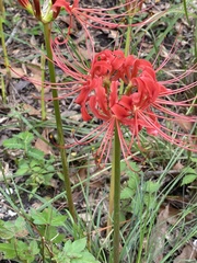 Lycoris radiata