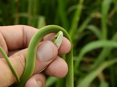 Opheodrys aestivus