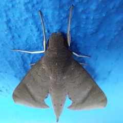 Pachylioides resumens