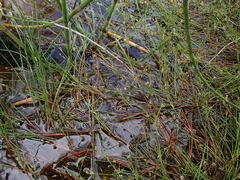 Juncus
