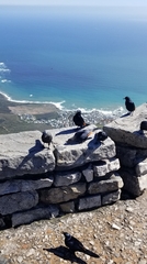 Onychognathus morio morio