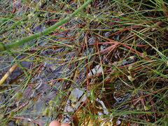 Juncus
