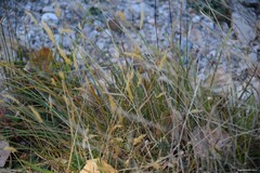 Anthoxanthum odoratum