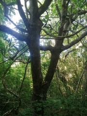 Opuntia karwinskiana