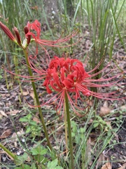 Lycoris radiata