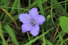 Ruellia nudiflora