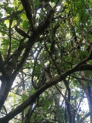 Opuntia karwinskiana