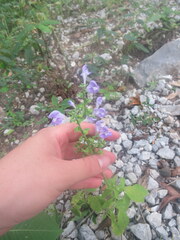 Scutellaria incana