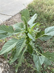 Amaranthus palmeri