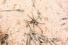 Arctosa perita