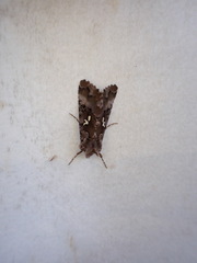 Autographa corusca