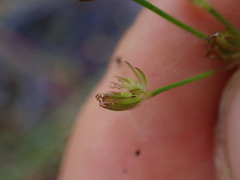 Juncus