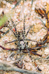 Arctosa perita