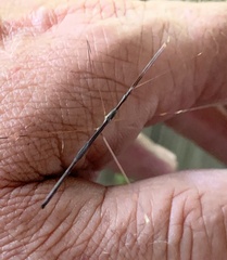Emesaya brevipennis