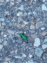 Cicindela sexguttata