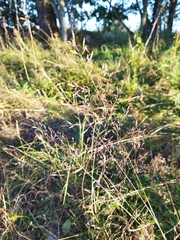 Agrostis capillaris
