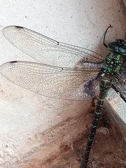 Rhionaeschna planaltica