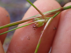 Juncus