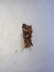 Autographa corusca