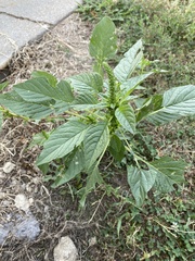 Amaranthus palmeri