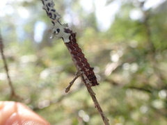 Noctuoidea