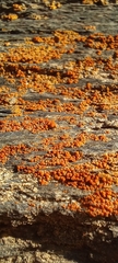 Polycauliona candelaria
