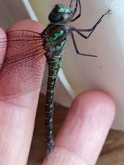 Rhionaeschna planaltica