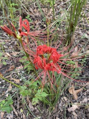 Lycoris radiata