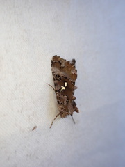 Autographa corusca