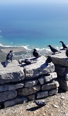 Onychognathus morio morio