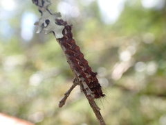Noctuoidea