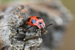 Endomychus coccineus