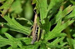 Chorthippus albomarginatus