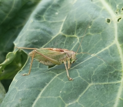 Tettigonia cantans