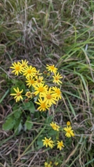Jacobaea