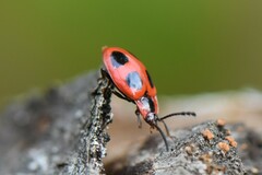 Endomychus coccineus