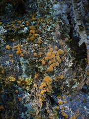 Trentepohlia aurea
